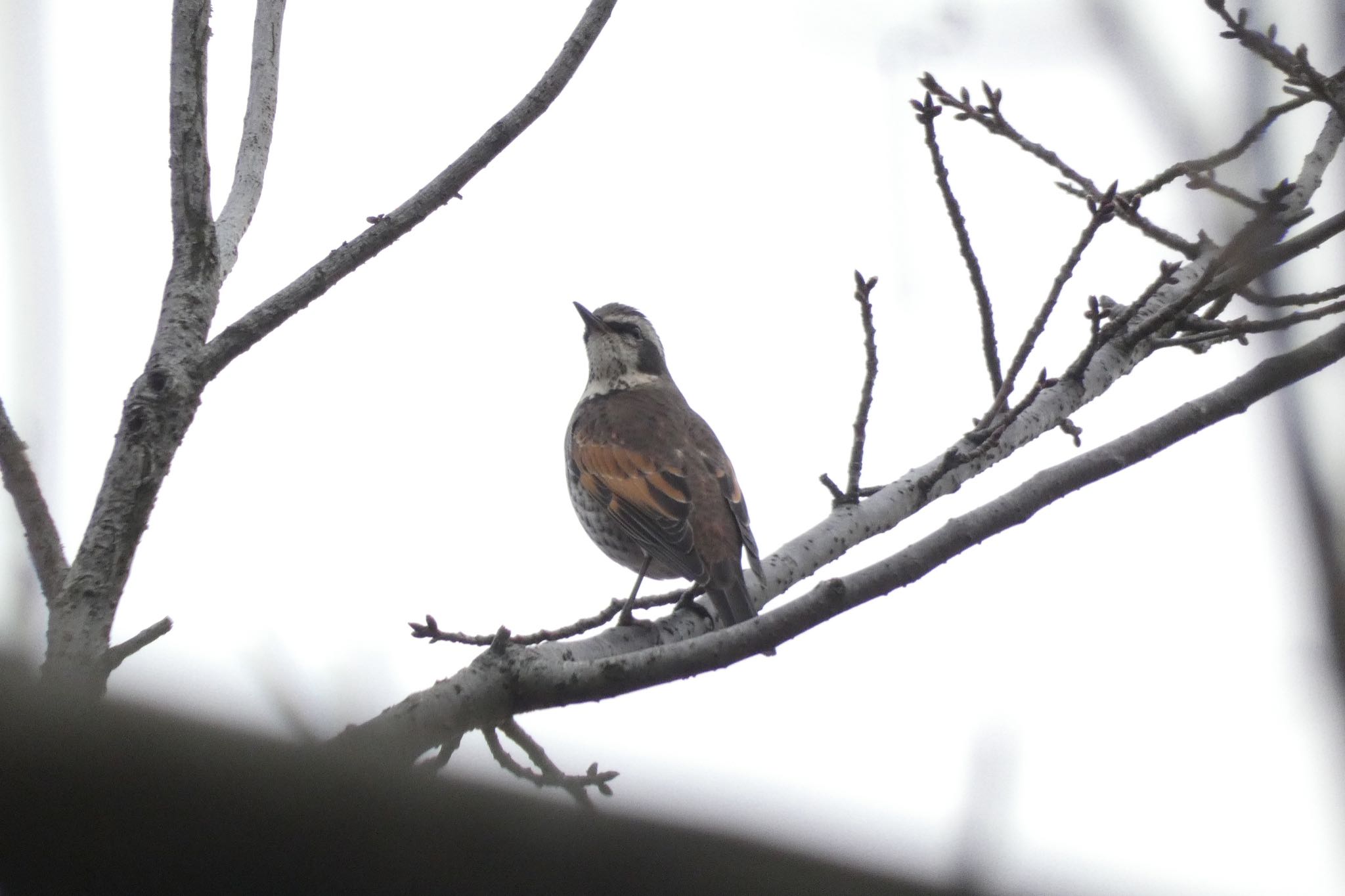 Photo of Dusky Thrush at 荒川生物生態園(東京都板橋区) by ネリマバーダー