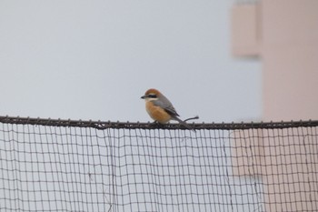 Bull-headed Shrike 荒川生物生態園(東京都板橋区) Sat, 12/17/2022