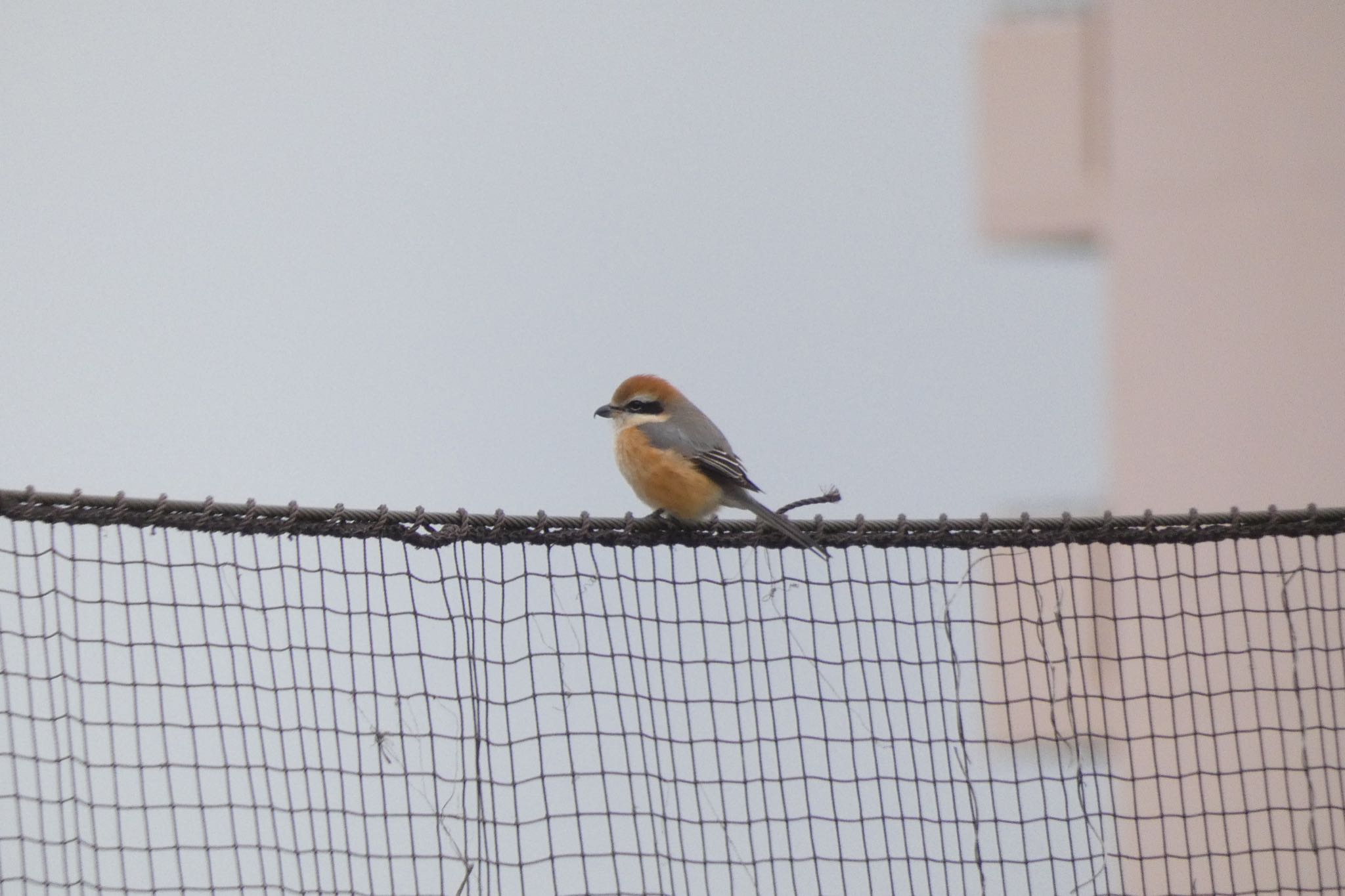 Bull-headed Shrike