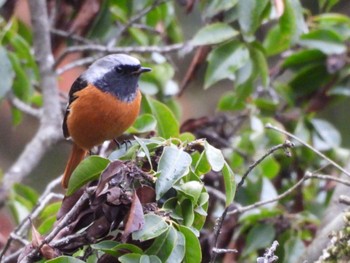 Daurian Redstart 生駒山 Sat, 12/17/2022