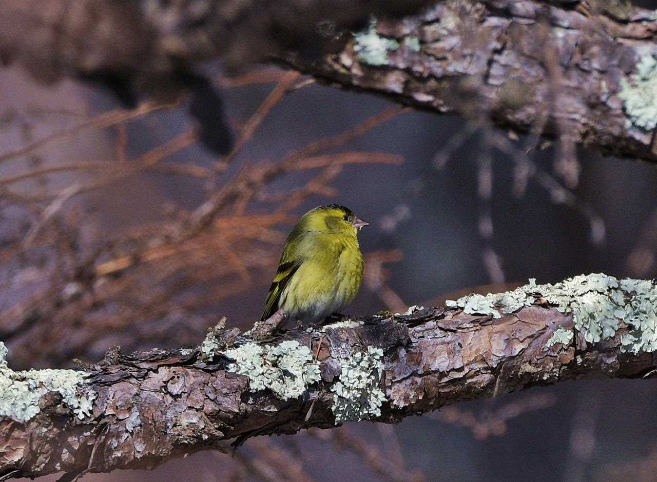  マヒワの写真 by くまのみ