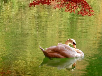 2022年11月4日(金) 伊奈ヶ湖の野鳥観察記録