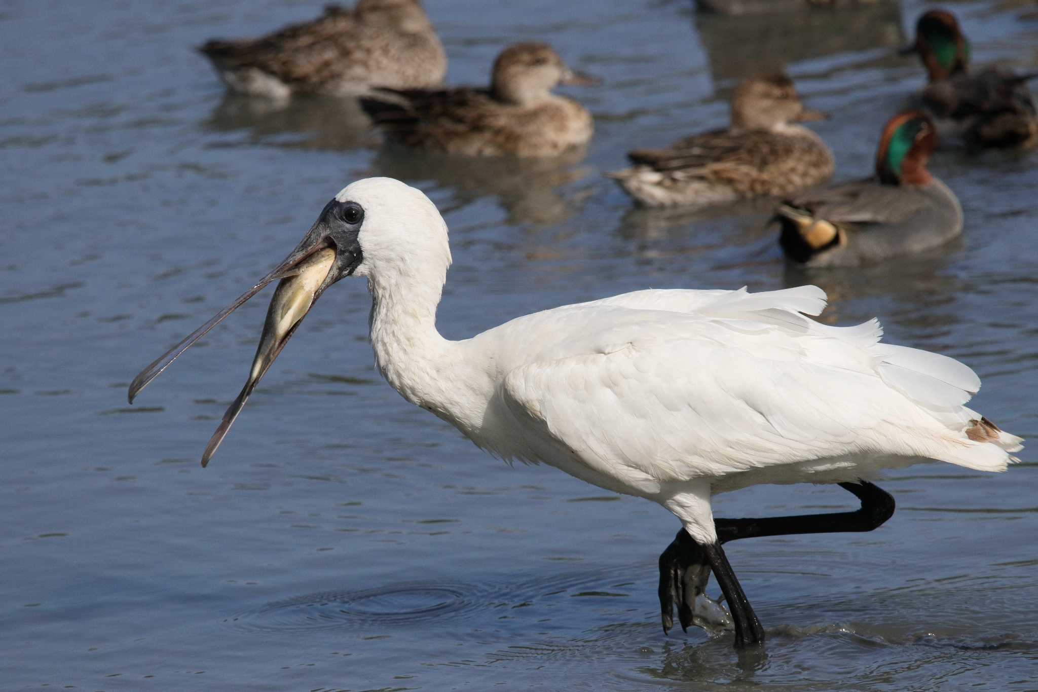 Photo of Black-faced Spoonbill at  by みっちー