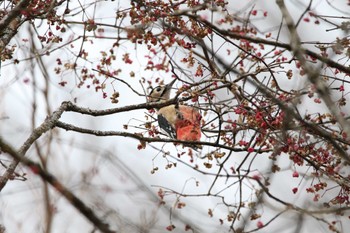 アカゲラ 埼玉県県民の森 2022年12月17日(土)