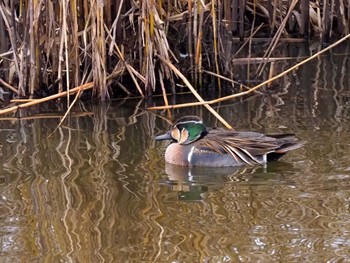 2022年12月17日(土) 境川遊水地公園（今田遊水地）の野鳥観察記録