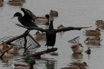 Great Cormorant 大沼(宮城県仙台市) Fri, 12/16/2022