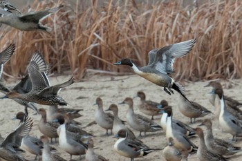 Northern Pintail 大沼(宮城県仙台市) Sat, 12/17/2022