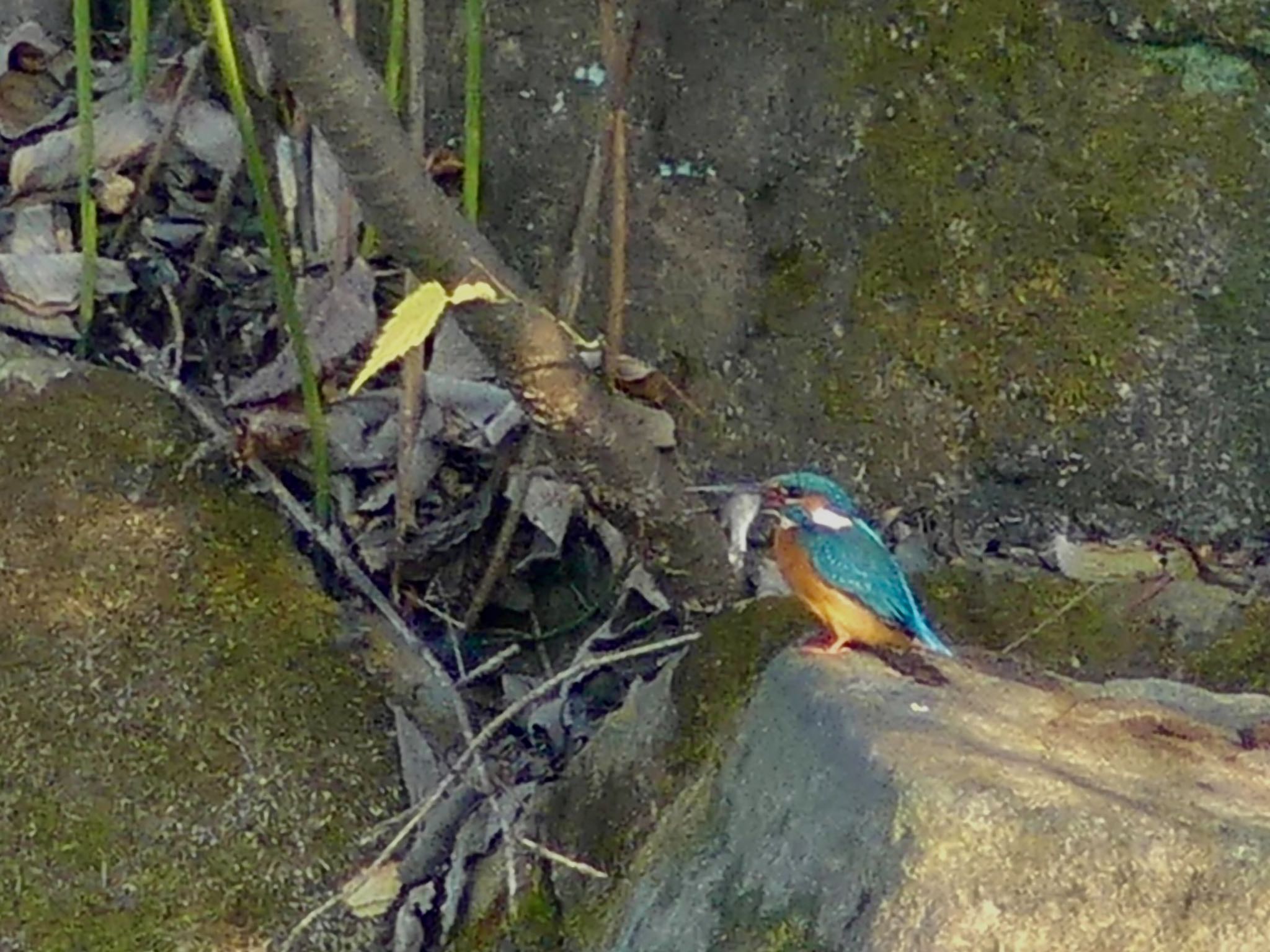 Common Kingfisher