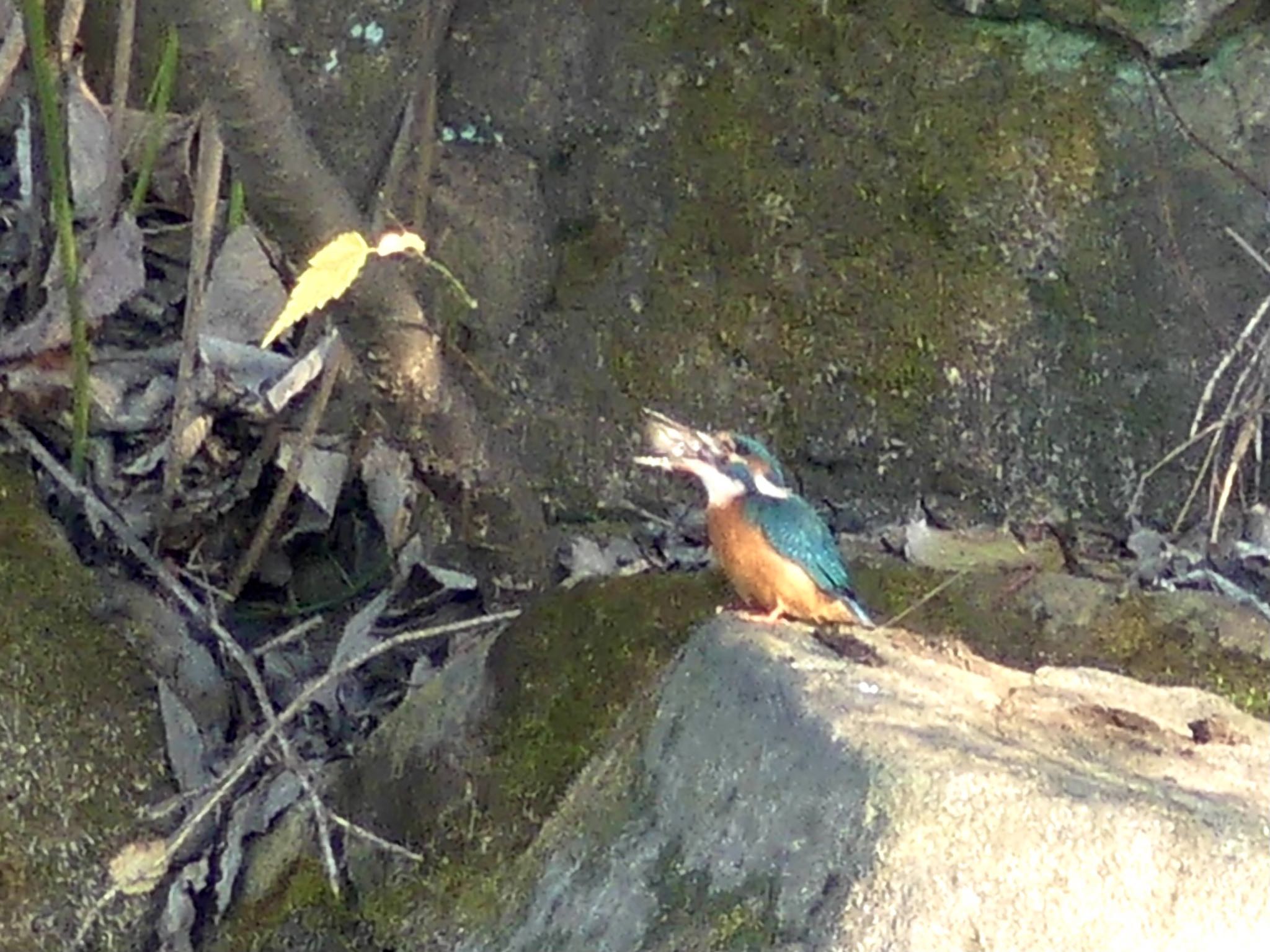 Common Kingfisher