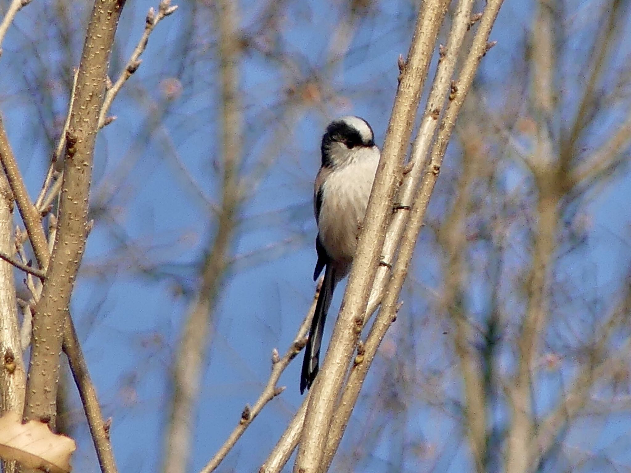 Long-tailed Tit