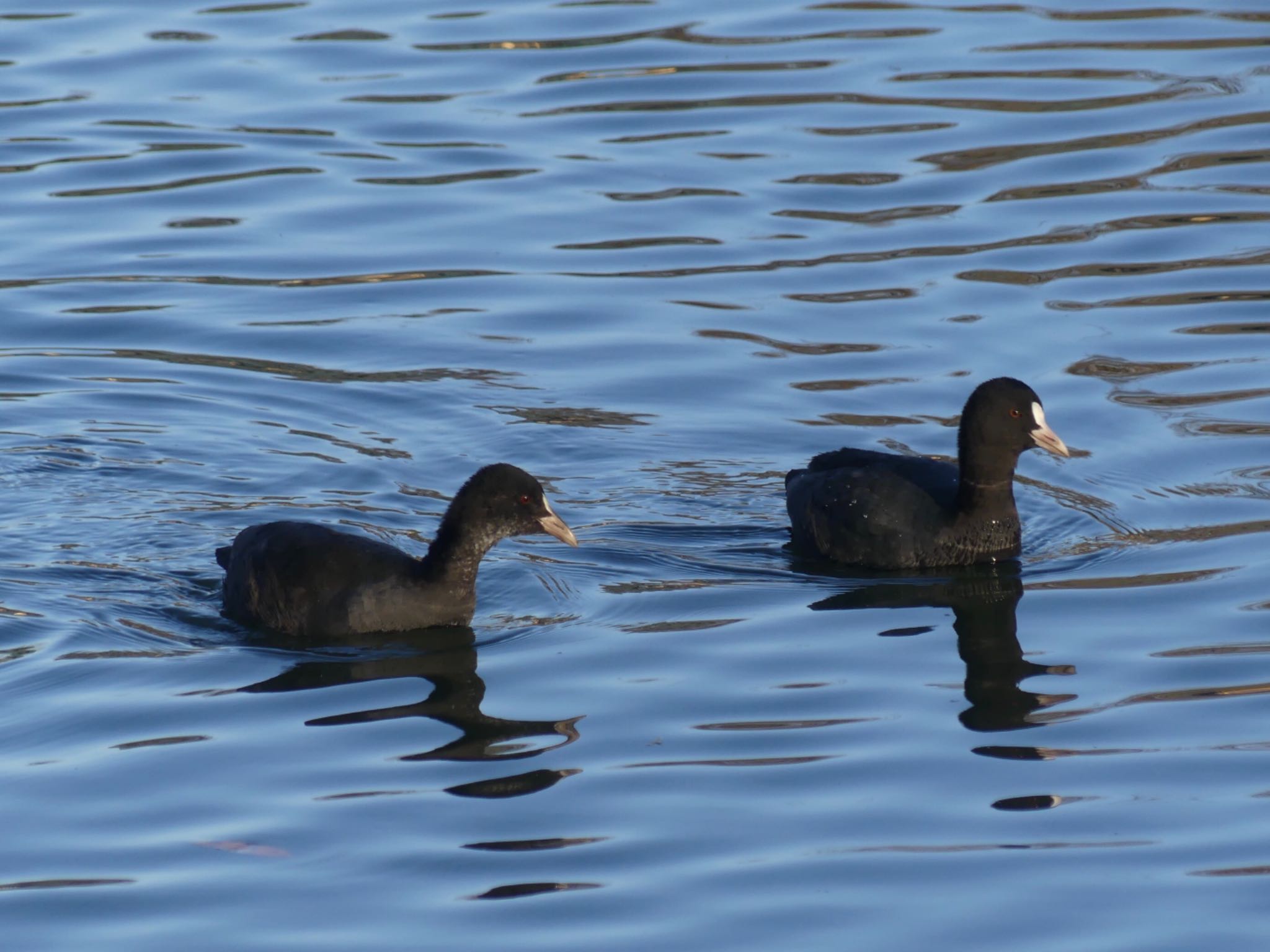 Eurasian Coot