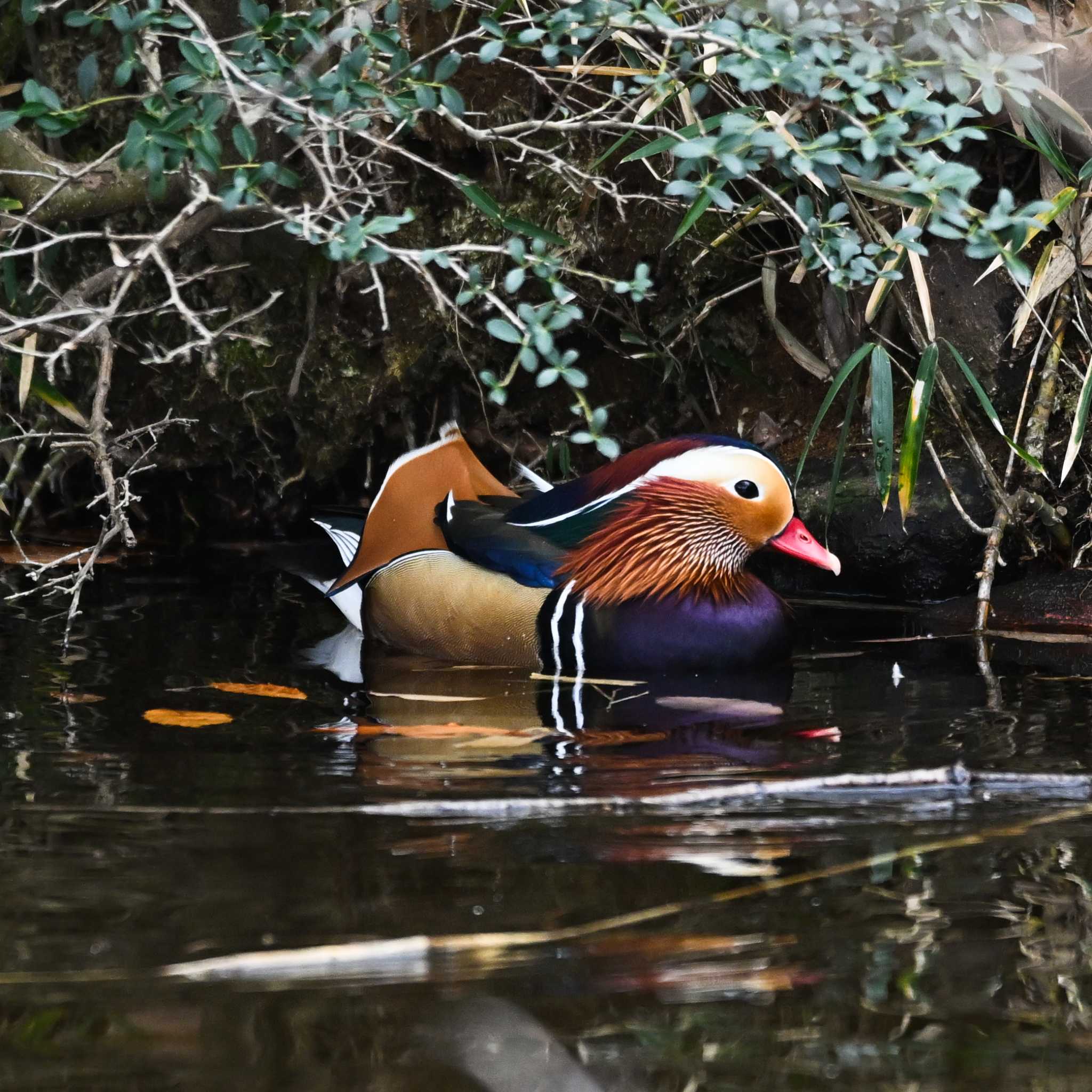 Photo of Mandarin Duck at 峯公園 by Yokai