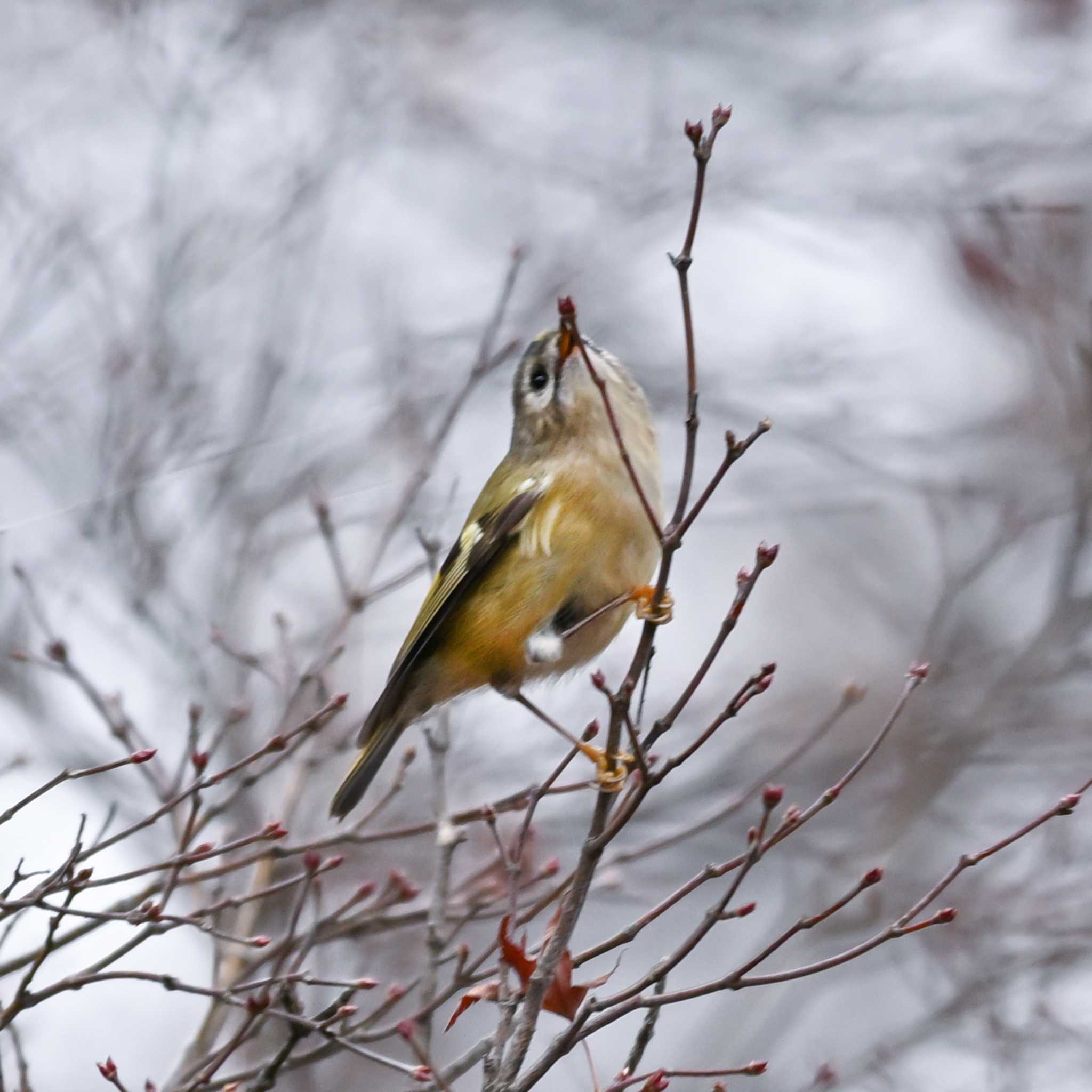 Photo of Goldcrest at 峯公園 by Yokai