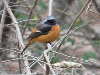 2022年12月17日(土) 葛西臨海公園の野鳥観察記録