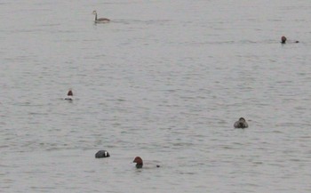 カンムリカイツブリ 油ヶ淵水辺公園(碧南市) 2022年12月17日(土)