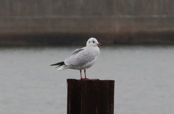 2022年12月17日(土) 境川河口の野鳥観察記録