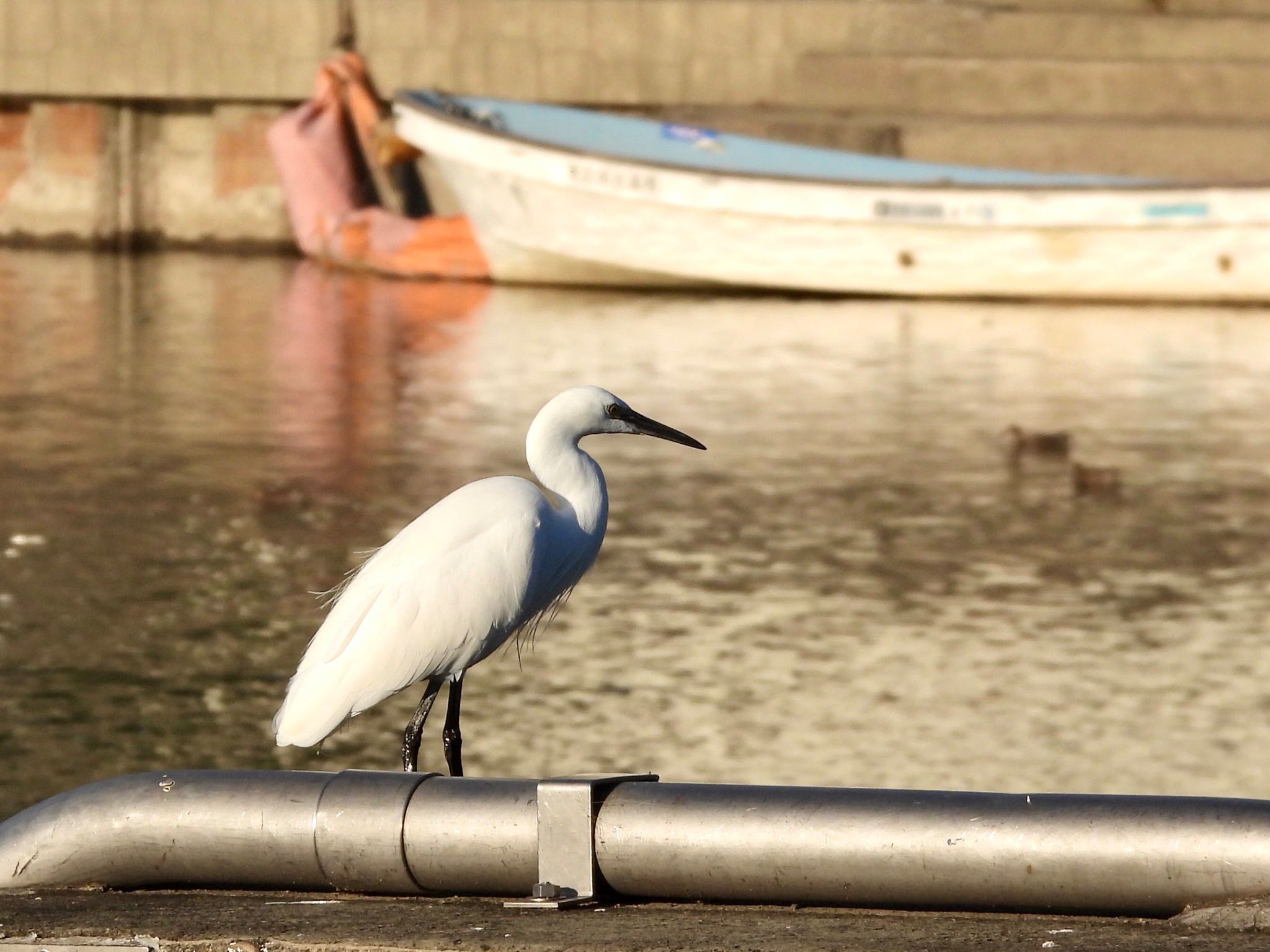 Photo of Little Egret at 等々力緑地 by くー