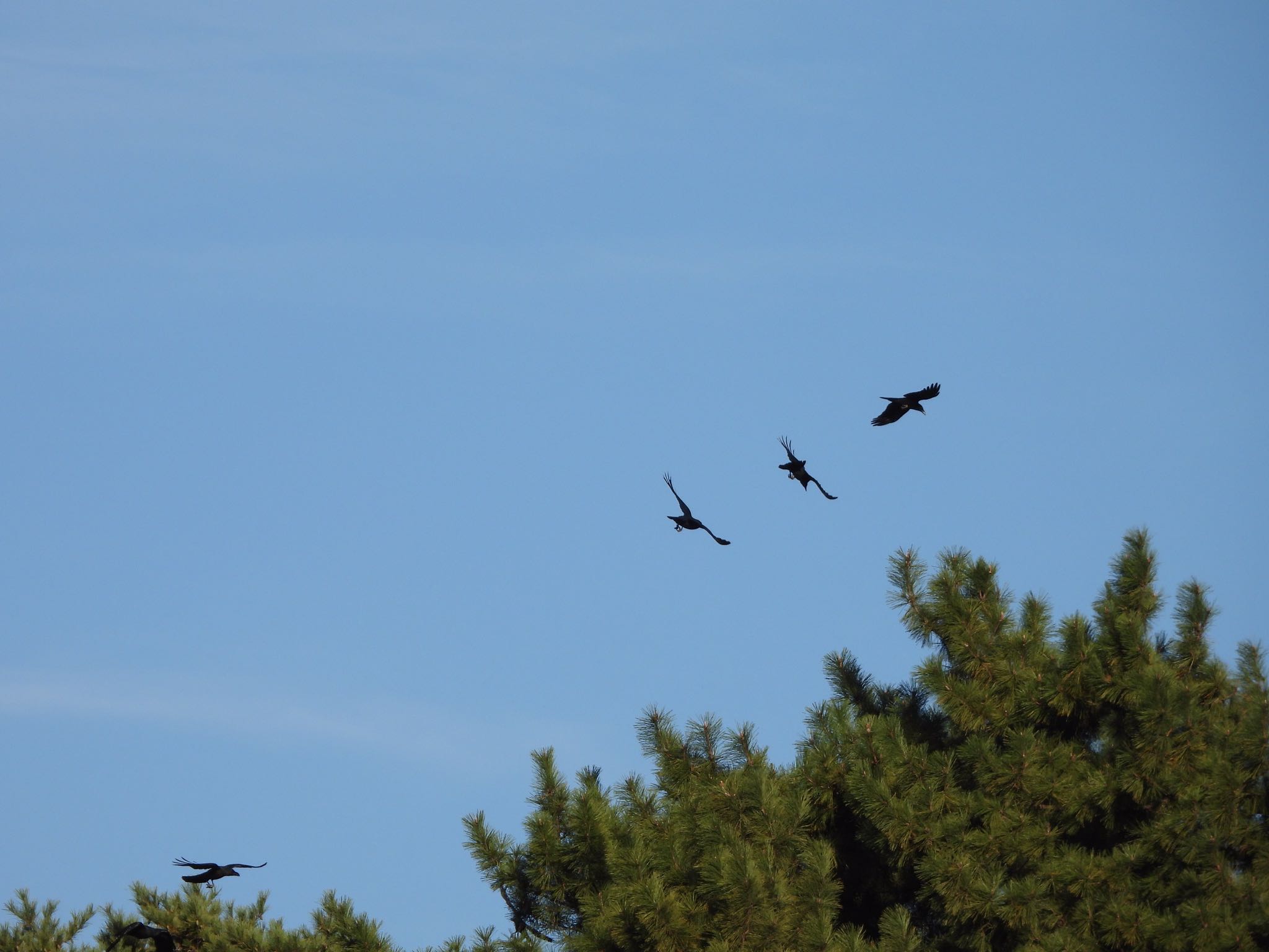 Photo of Large-billed Crow at 等々力緑地 by くー