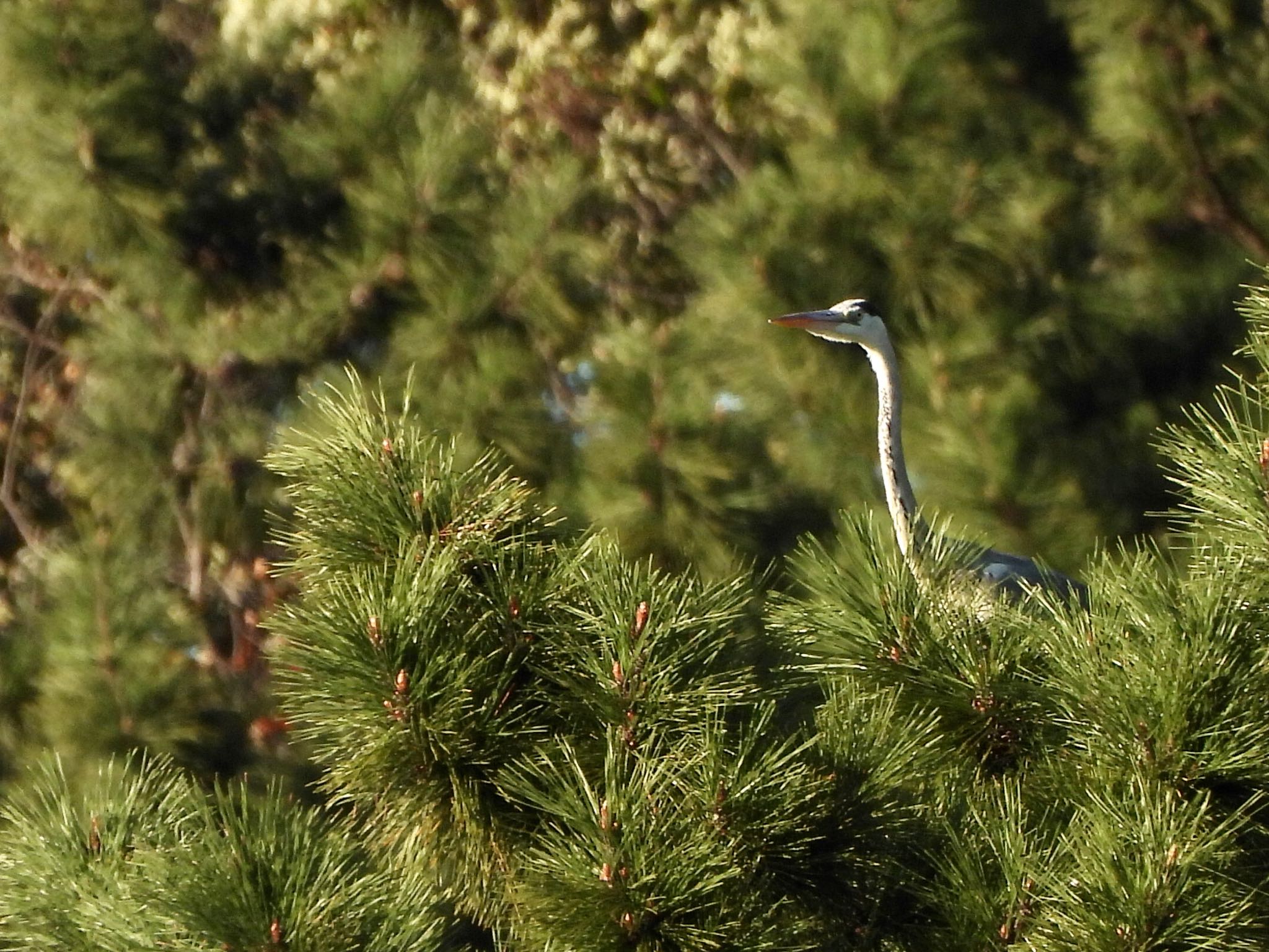 Photo of Grey Heron at 等々力緑地 by くー