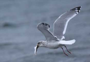 Vega Gull 江ノ島 Sat, 12/17/2022