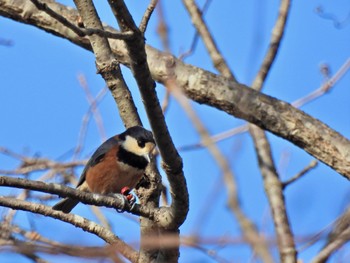 Varied Tit 広島県立中央森林公園 Mon, 12/12/2022