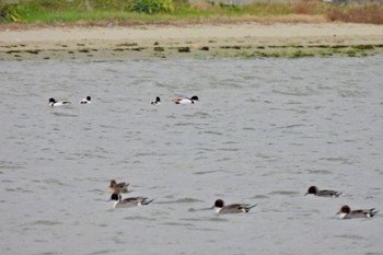 Northern Pintail 和白干潟 Tue, 12/13/2022