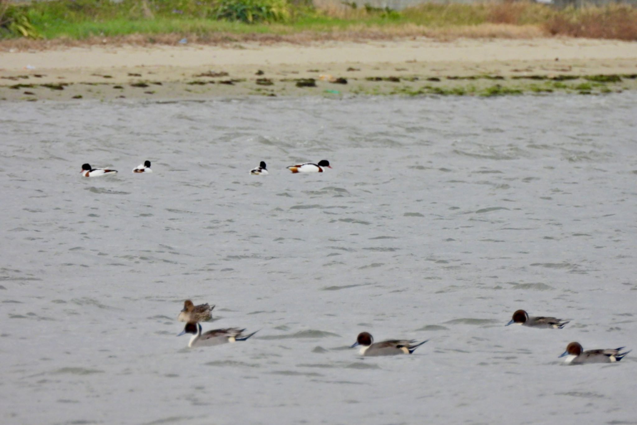 Northern Pintail