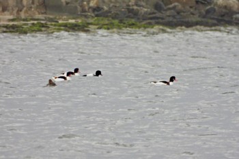 Common Shelduck 和白干潟 Tue, 12/13/2022