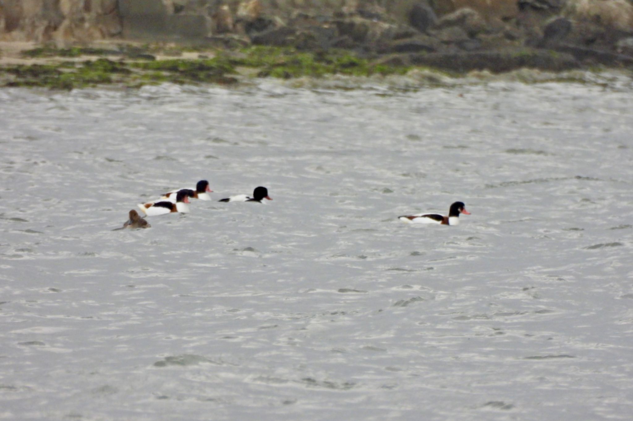 Common Shelduck