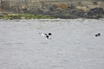 Common Shelduck 和白干潟 Tue, 12/13/2022