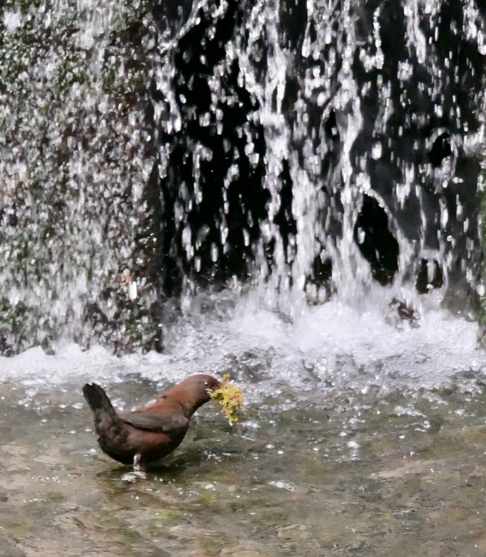 熊本県阿蘇市 カワガラスの写真 by mitsuaki kuraoka