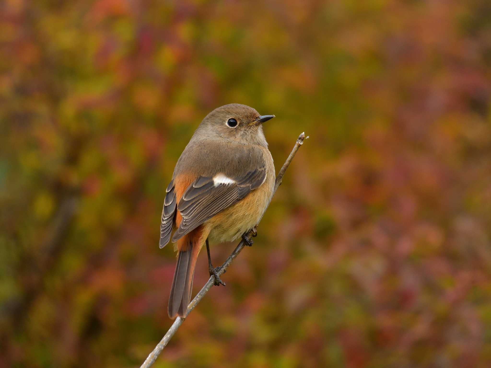 東京港野鳥公園 ジョウビタキの写真 by 80%以上は覚えてないかも