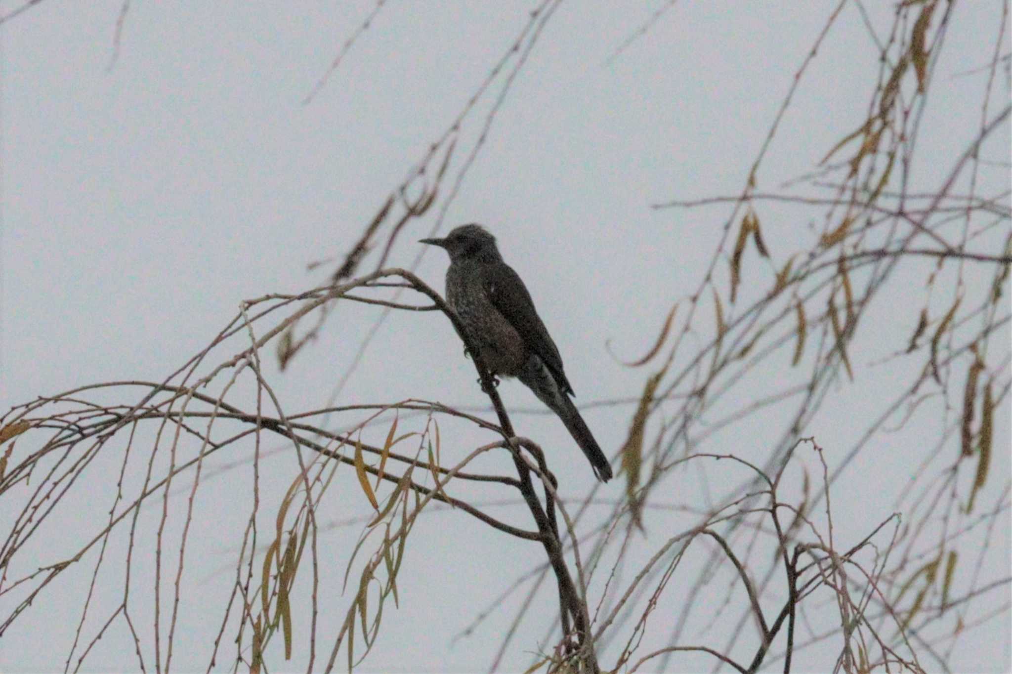 Brown-eared Bulbul