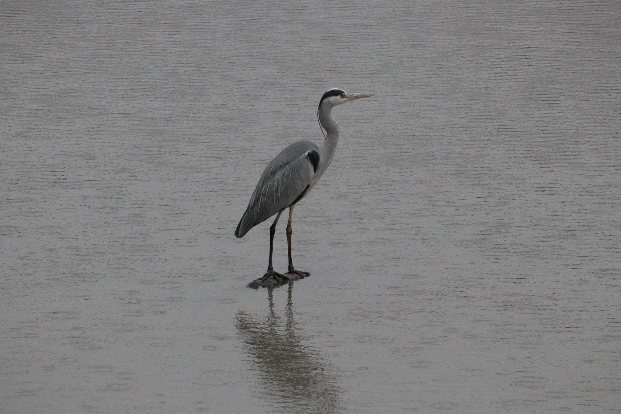 Grey Heron