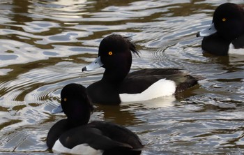 2022年2月2日(水) 聚楽園公園の野鳥観察記録