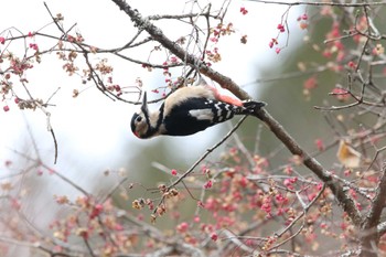 アカゲラ 埼玉県県民の森 2022年12月17日(土)