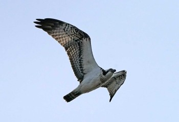 Osprey 板倉町 Sun, 12/4/2022