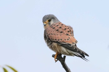 2022年12月17日(土) 金井遊水地(金井遊水池)の野鳥観察記録