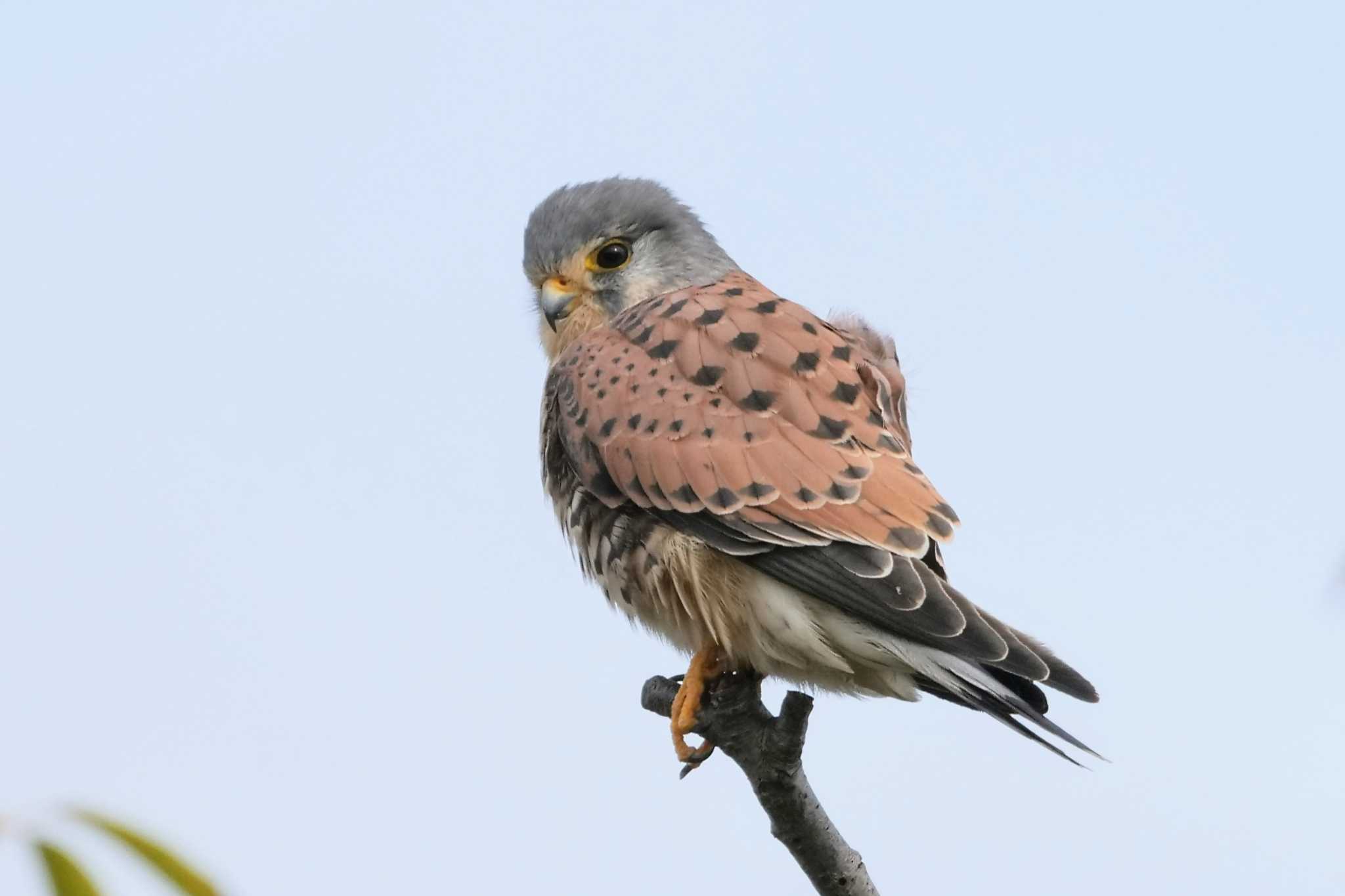 Common Kestrel