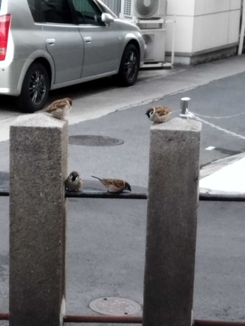 Eurasian Tree Sparrow 大阪市住吉区 Sun, 12/18/2022