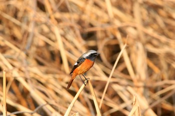 2018年1月19日(金) 葛西臨海公園の野鳥観察記録