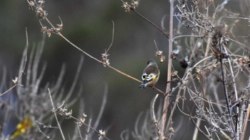 カワラヒワ 佐久広域(美笹湖&小諸発電所第一調整池、杉の木貯水池) 2022年12月17日(土)