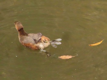 2022年12月17日(土) 座間谷戸山公園の野鳥観察記録