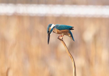 カワセミ 不忍池(上野恩賜公園) 2022年12月11日(日)