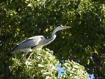 Grey Heron 清澄庭園(清澄公園) Thu, 11/3/2022