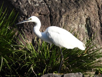 コサギ 清澄庭園(清澄公園) 2022年11月3日(木)