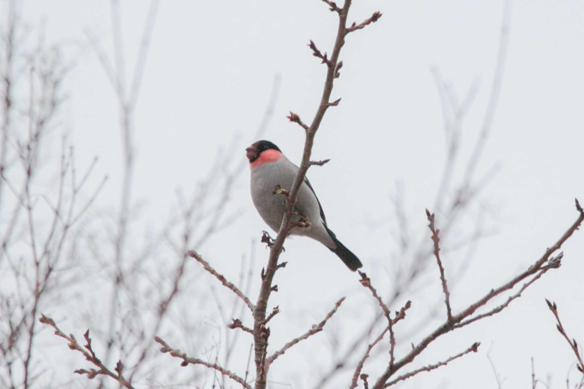 Eurasian Bullfinch