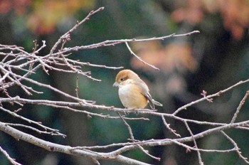 モズ 松尾寺公園 2022年12月18日(日)