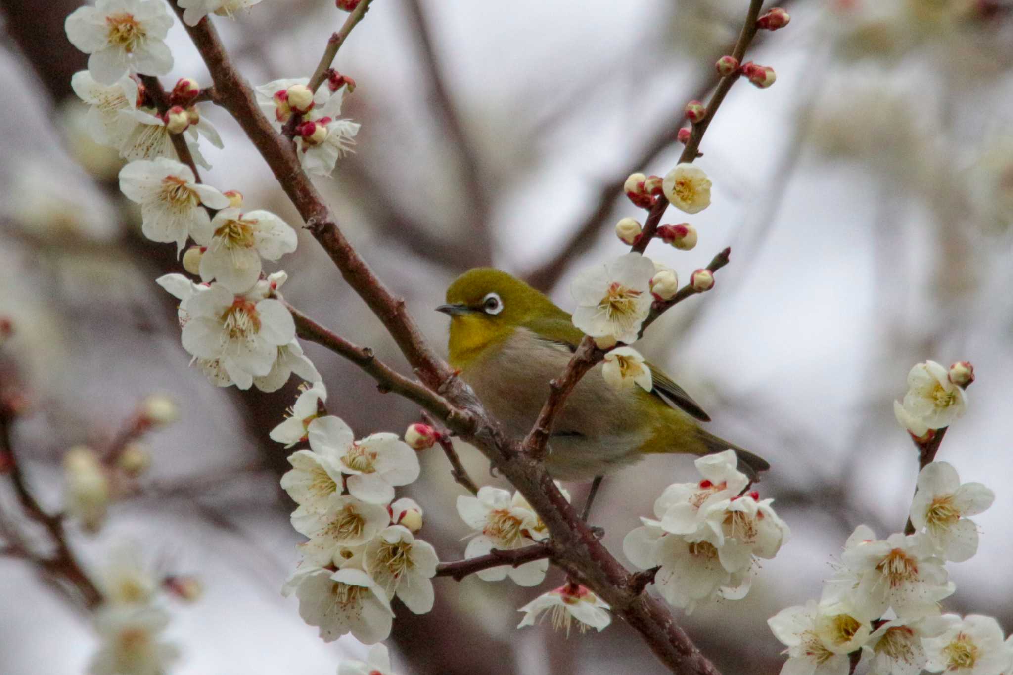 Warbling White-eye