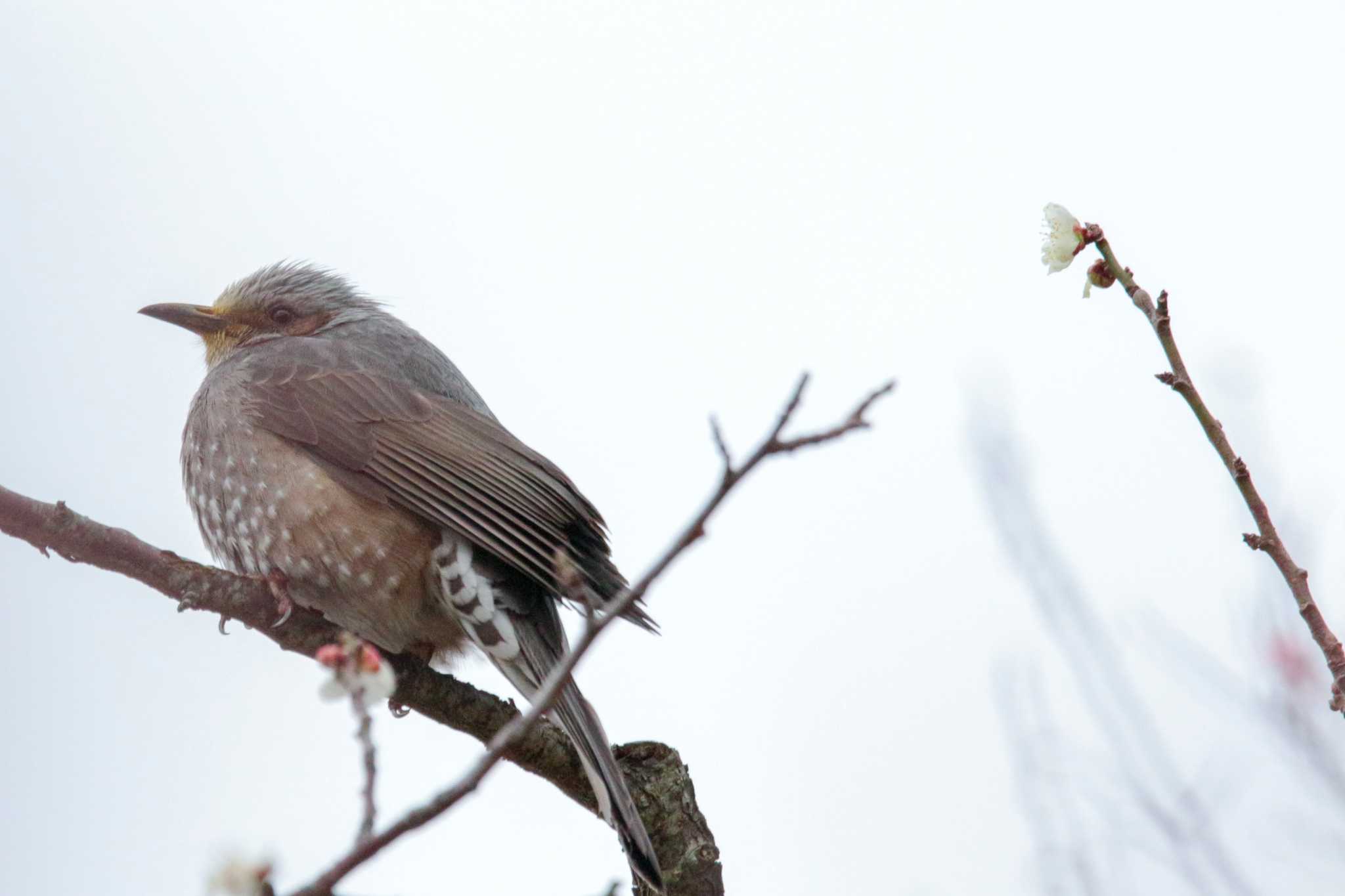 Brown-eared Bulbul